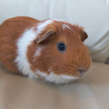 Rescue Guinea Pig Guinea Pigs for Adoption in Warwick, Rhode Island - Leo | PetCurious